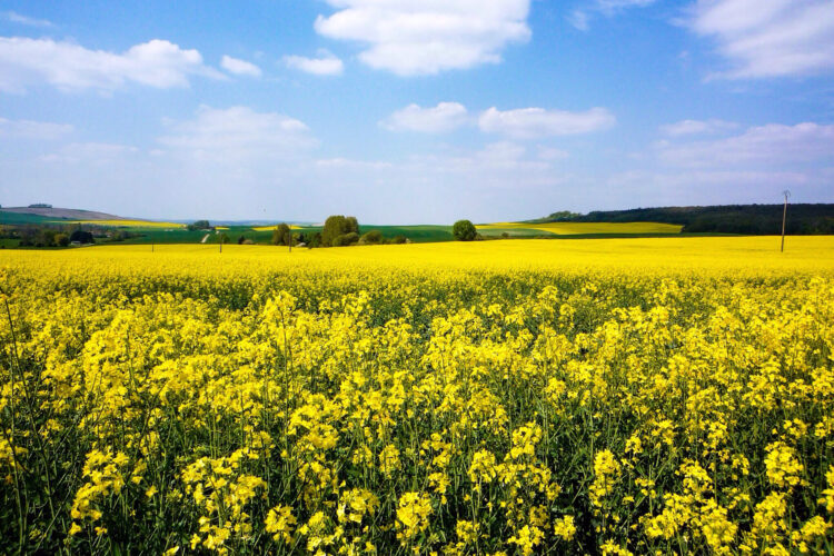 rape-seeds-in-bloom-nominated_t20_lo4gow